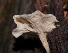 Clitocybe semiocculta