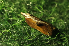 Acleris cristana