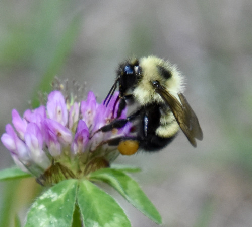 photo of Half-black Bumble Bee (Bombus vagans)