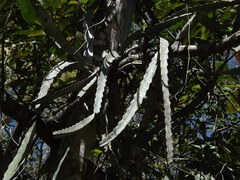 Selenicereus ocamponis