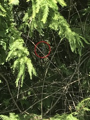 Erythemis simplicicollis