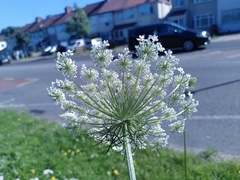 Daucus carota