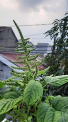 Amaranthus tricolor