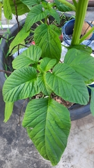 Amaranthus tricolor