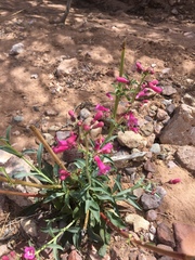 Penstemon parryi