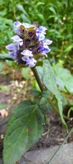 Prunella vulgaris