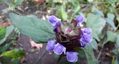 Prunella vulgaris