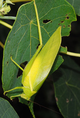 Paracaedicia serrata