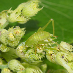 Paracaedicia serrata