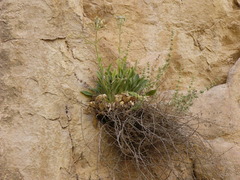 Silene andryalifolia