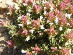 Thymus funkii