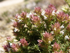 Thymus funkii