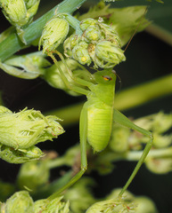 Paracaedicia serrata