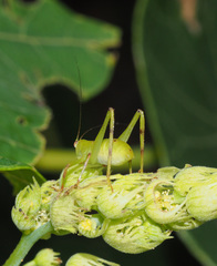 Paracaedicia serrata
