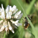 photo of Red-belted Bumble Bee (Bombus rufocinctus)
