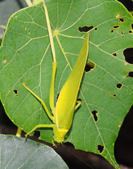 Paracaedicia serrata