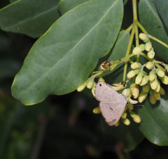 Santalum lanceolatum