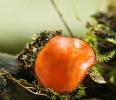 Scutellinia olivascens