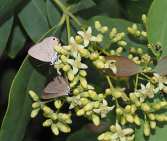 Santalum lanceolatum