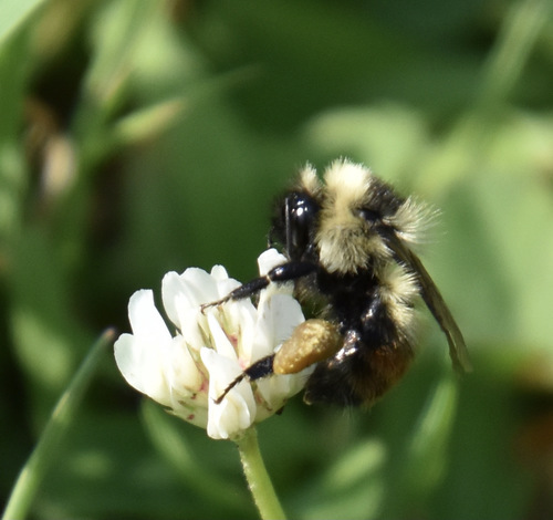 photo of Red-belted Bumble Bee (Bombus rufocinctus)