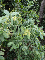 Santalum lanceolatum