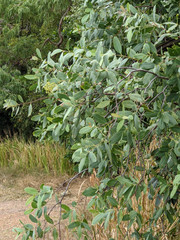 Santalum lanceolatum