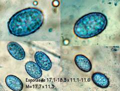 Scutellinia olivascens