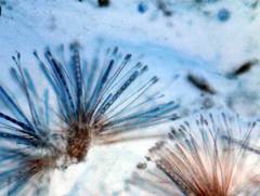 Scutellinia olivascens
