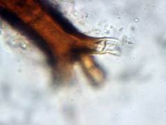 Scutellinia olivascens