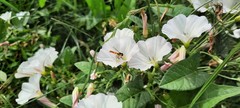 Convolvulus arvensis