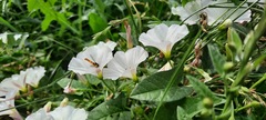 Convolvulus arvensis