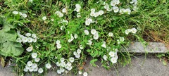 Convolvulus arvensis