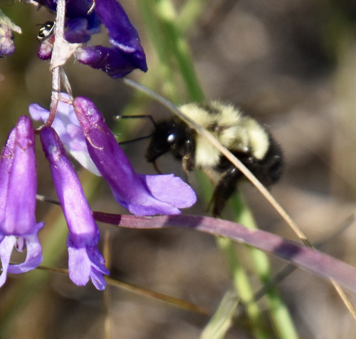 photo of Half-black Bumble Bee (Bombus vagans)