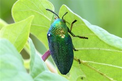 Sternocera aequisignata