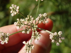 Selinum broteroi