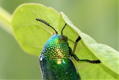 Sternocera aequisignata