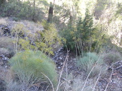 Ferulago ternatifolia