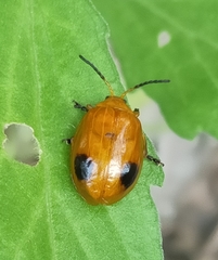Oides palleata