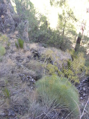 Ferulago ternatifolia