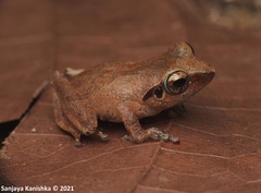 Schneider's Shrub Frog photo 2