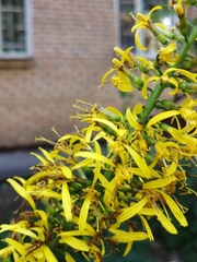 Ligularia przewalskii