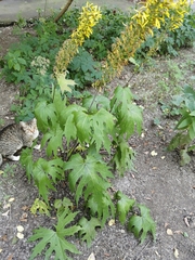 Ligularia przewalskii