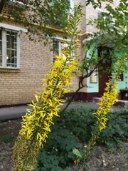 Ligularia przewalskii