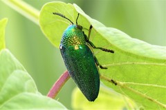 Sternocera aequisignata