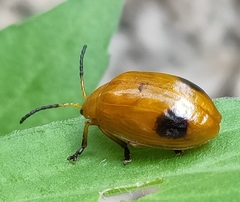 Oides palleata