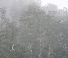 Eucalyptus cypellocarpa
