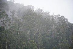 Eucalyptus cypellocarpa