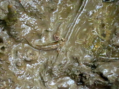 Periophthalmus variabilis