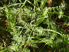 Selinum broteroi