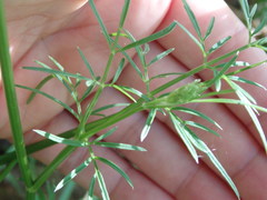 Selinum broteroi
